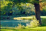 Quiet Pond by Albert Bierstadt